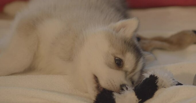 Pet. Little husky dog playing with a plush toy and watching to the camera.