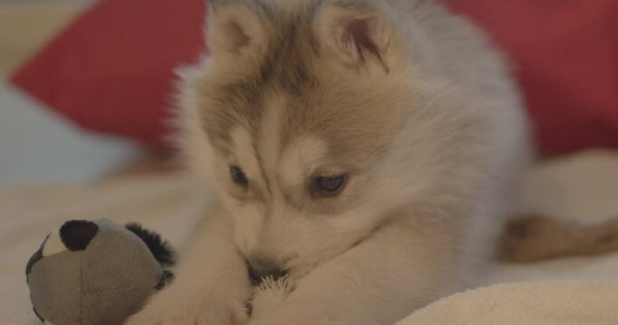 Baby dog husky is playing with a plush toy and waiting for its owner to play with it. Cute pet.