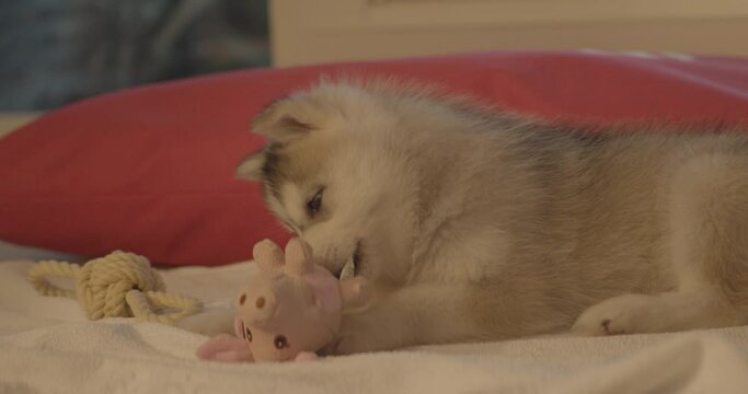 Little husky dog plays with a purple pig toy and rope tied in a knot