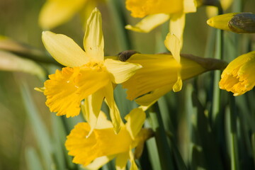 Yellow daffodils in bloom in a spring on a sunny day 