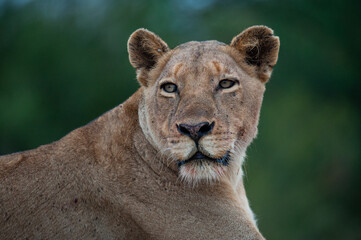 Portrait of a female Lion seen on a safari in South Africa