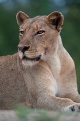 Fototapeta na wymiar Portrait of a female Lion seen on a safari in South Africa