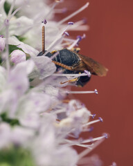 Fly on a white flower