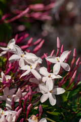 Jasmine flower (Jasminum officinale), blooming with green leaves background