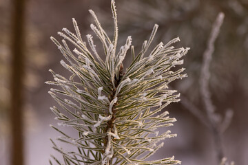 pine branch covered with hoarfrost in winter close-up