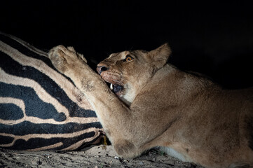 A young female lion feeding on Zebra on a night time safari in South Africa