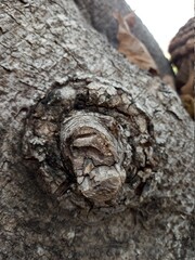 An old tree that has been cut by time But also create a beautiful and perfect surface