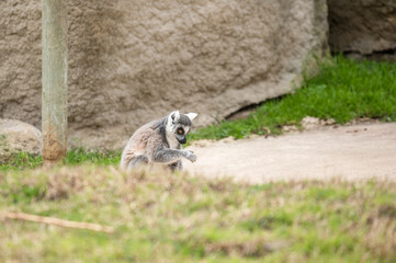 Fototapeta premium Ring-tailed lemur sitting on the ground staring blankly