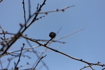 木と空