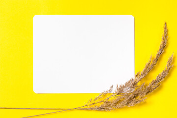 White card mockup with dry seeds on the yellow background. Concept of minimalism. Copy space, Trend color of the year 2021	