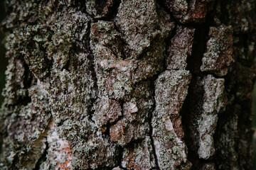 Bark of an old tree, closeup.