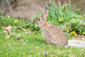European or common hare in the forest standing on the grass