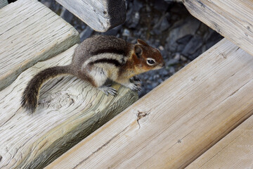 Cute wild squirrel-chipmunk on the top of Sulphur Mountain Gondola looking for snacks from travelers