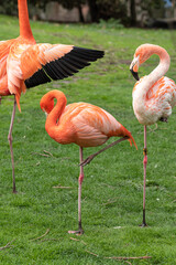 Caribbean flamingos in the grass near a lake