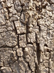 The bark of an aging tree has a separate surface that creates a very beautiful spacing and dimension