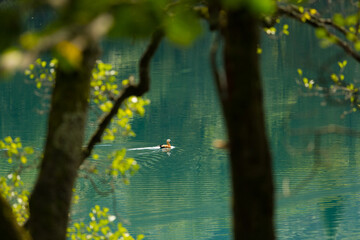 Duck ogari swims on a blue lake