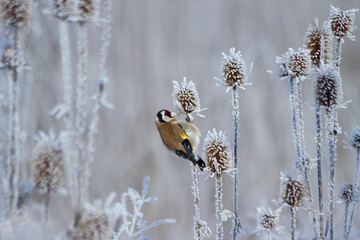 Goldfinch bird sits on a plant in winter.