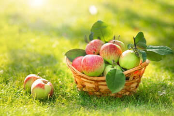 Ripe, fresh, juicy apples in straw basket on garden grass in summer time