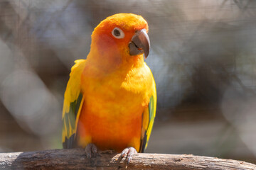 Beautiful colorful Sun Conure parrot bird