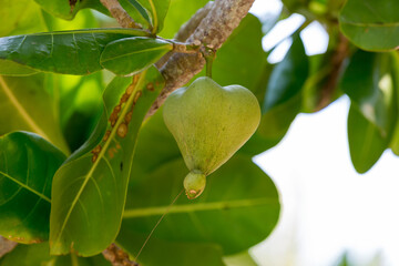 Fish poison tree or sea poison tree or Barringtonia asiatica tropical jungle fruit. Fish Poison Tree,Putat, Sea Poison Tree A mangrove tree Popular Place decoration.