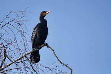 Kormoran im Frühjahr in der Oberlausitz	
