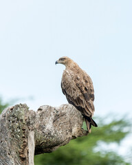 Tawny eagle (Aquila rapax) in Serengeti, Tanzania