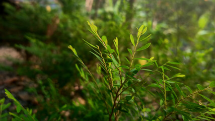 close up of green grass