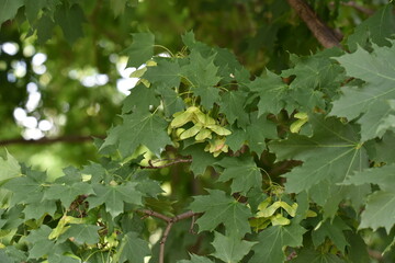 flowers in the field