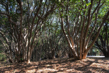 Odongdo Island Camellia forest