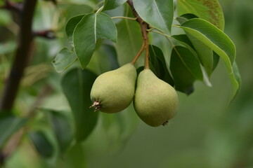 pear on tree