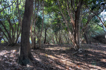 Obraz premium Odongdo Island Camellia forest