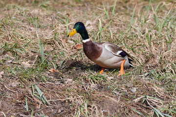 Stockenten Erpel im Frühjahr in der Spree beim Sonnenbad