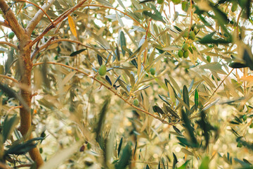 Leaves of olive tree in sunny day