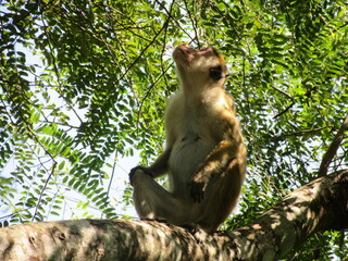 Anuradhapura in Sri Lanka
