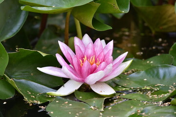 pink water lily