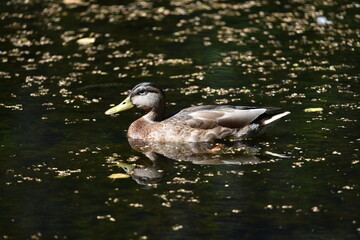 ducks in the park