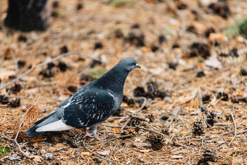 A blue dove walks on a lawn of fallen pine needles and cones in an autumn forest.