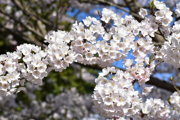 晴れた日に満開に咲く桜