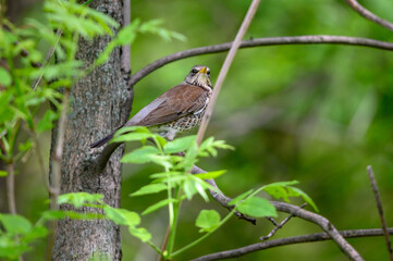 blackbird mountain ash