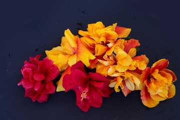 Fresh hibiscus flowers