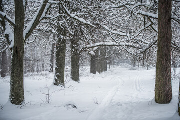 A path between trees covered with snow.