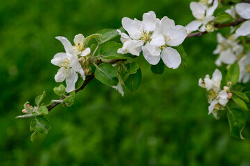 blooming apple tree
