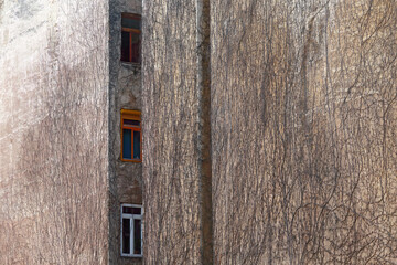 Three windows on firewall overgrown with dead climbing plant; color photo.