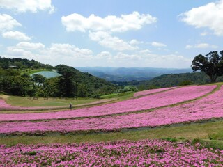 lavender field in region