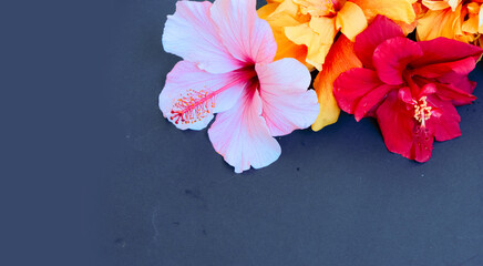 Fresh hibiscus flowers