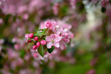 blooming apple tree