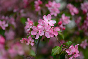 blooming apple tree