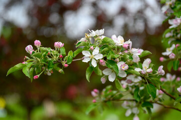 blooming apple tree