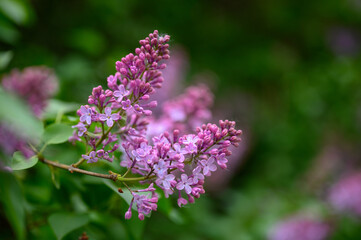 Obraz premium blooming lilac