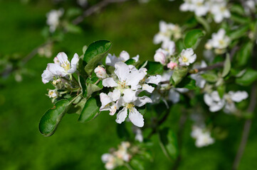 blooming apple trees